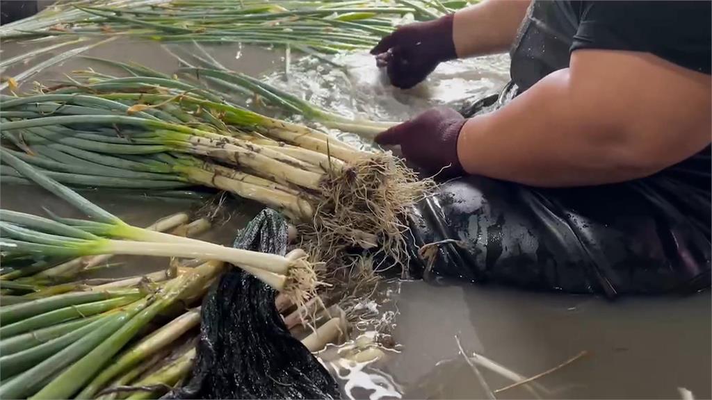 山陀兒逼近！三星蔥農趕搶收　北部葉菜類已漲逾3成