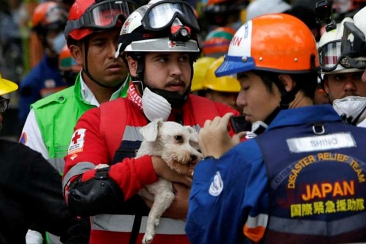 墨西哥強震後第6天 救難隊救出生還小狗