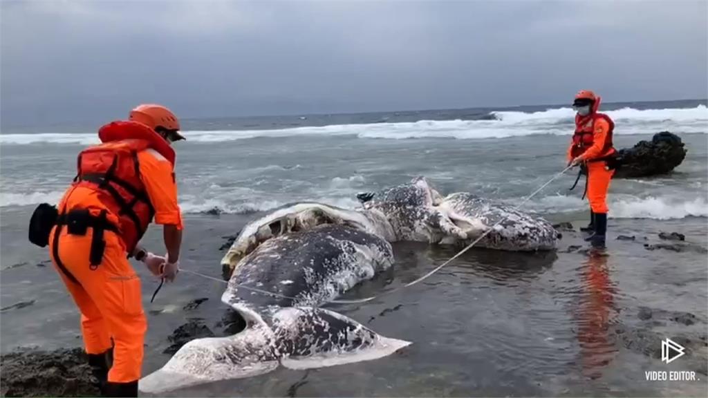 1日2死！ 台東、綠島接連傳鯨豚擱淺死亡案件