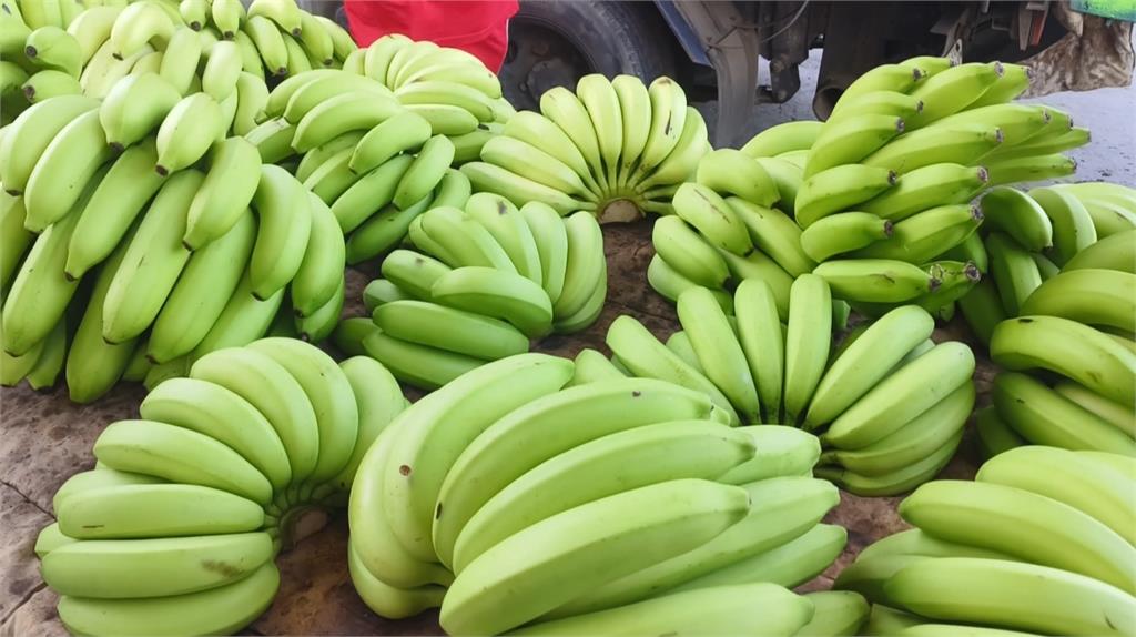 旗山香蕉大豐收！　蕉農發愁「生產過剩」　高級品平均1根2塊