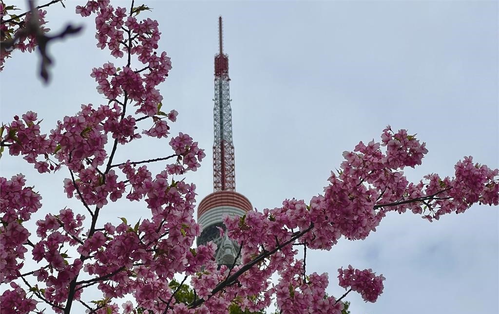 快新聞／追櫻注意！日本東京櫻花開了　滿開時間點曝