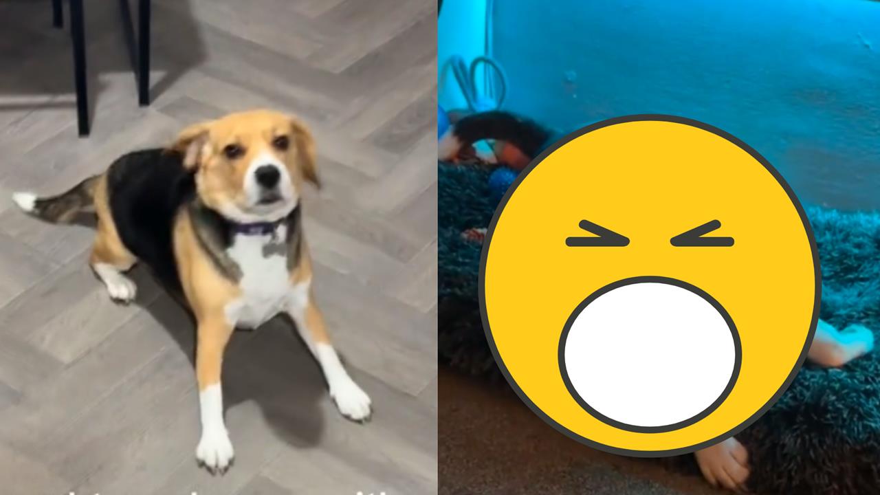 健康米格魯「突癲癇四肢不受控」！她急「燒萬元治病」醫生一看傻眼：很嗨