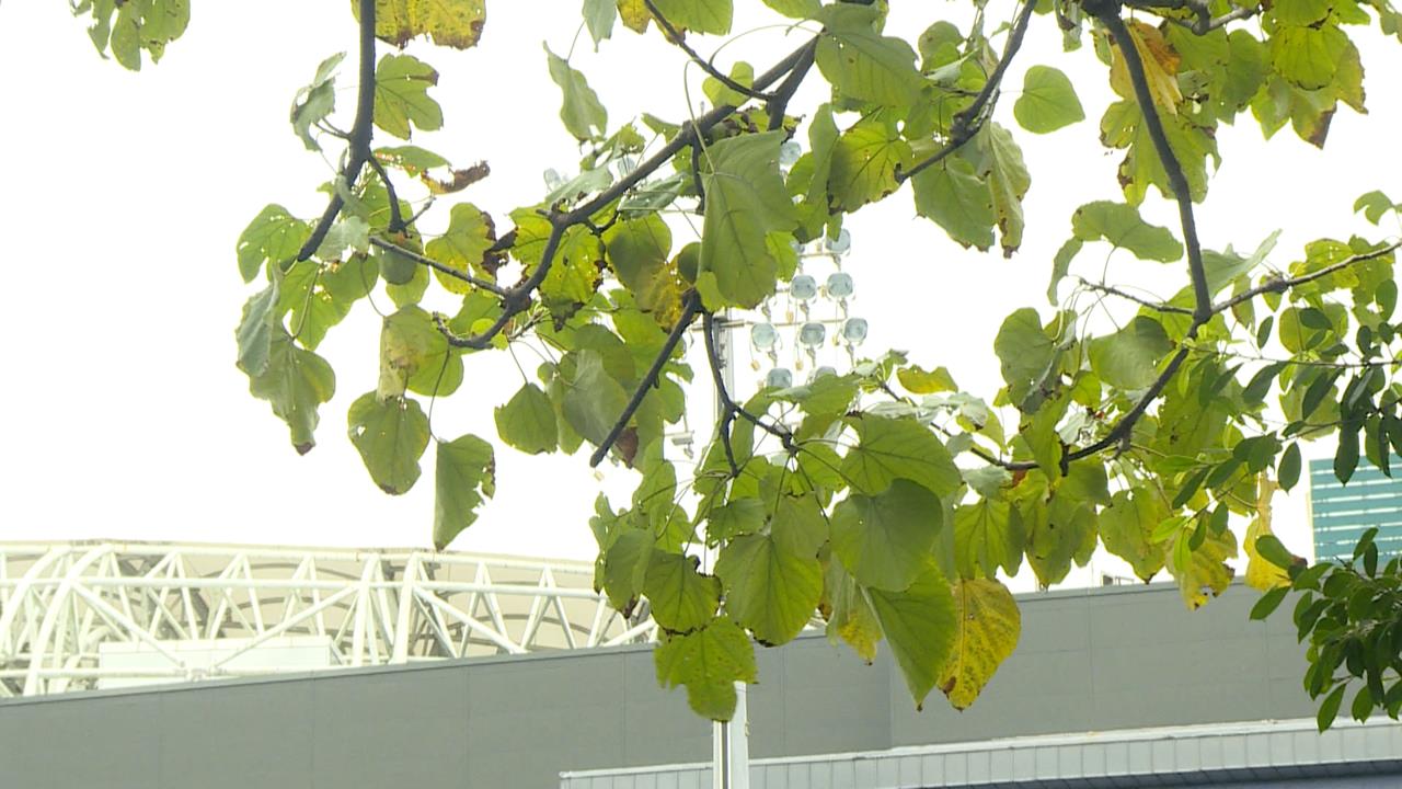 準「鳳凰」最快今晚生成！　挑戰中颱以上恐直撲台灣