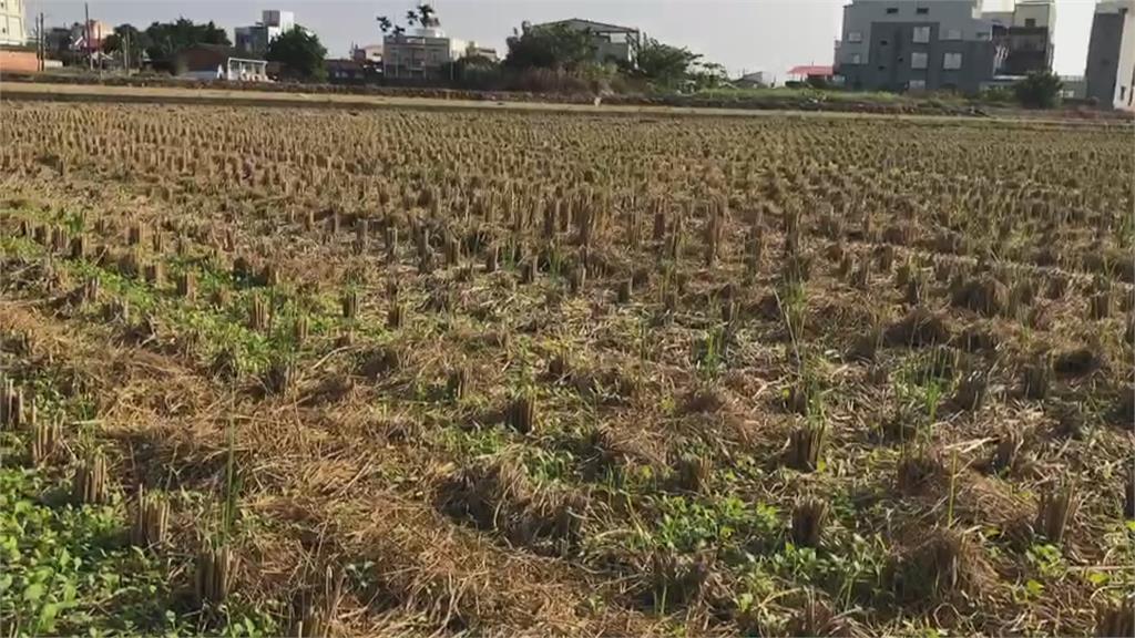 竹苗中停灌農民補償8.2萬～9.3萬元 稻米價微漲