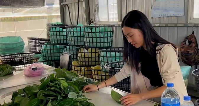 包檳榔「荖葉」華麗轉身！　蒸餾成純露製成手工皂、面膜等開發商機