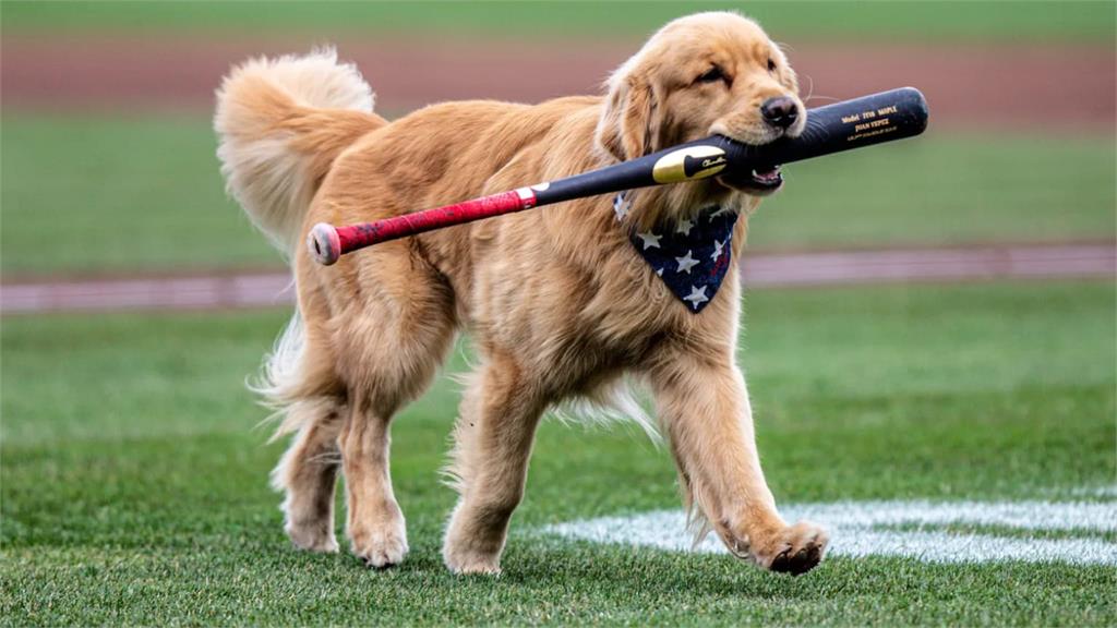MLB(影)／萌翻全場！國民隊黃金獵犬要升大聯盟　本季撿棒成功率百分之百
