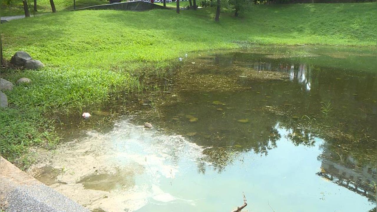 台中大里東湖公園滯洪池成髒亂「生態池」　驚見紅色福壽螺卵