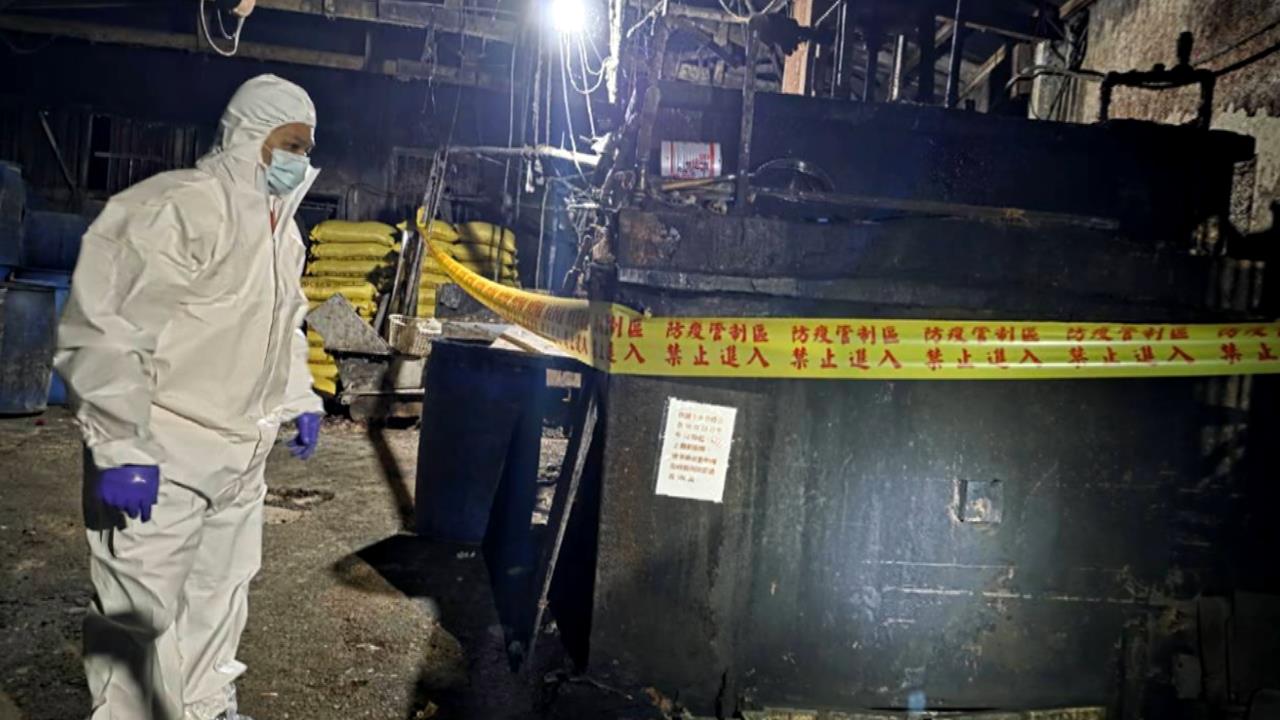 豬事不順！非洲豬瘟燒到新北市　泰山養豬場偷餵廚餘