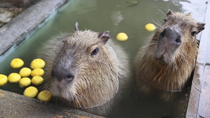 快新聞／冬至大雪紛飛　日本多地動物園推出「水豚溫泉」