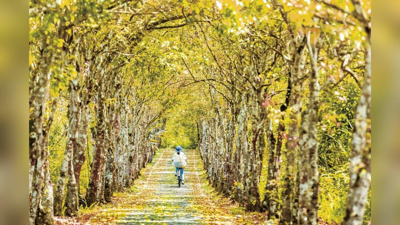 花蓮國旅補助破10萬人次　帶動2億元旅宿產值
