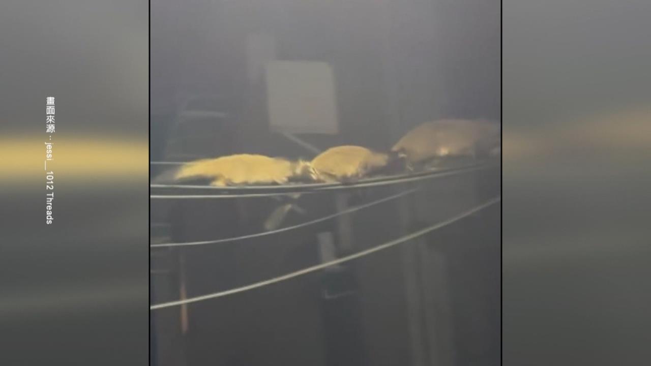 信義區驚見白鼻心夜間排隊「走電線」　畫面曝光引討論