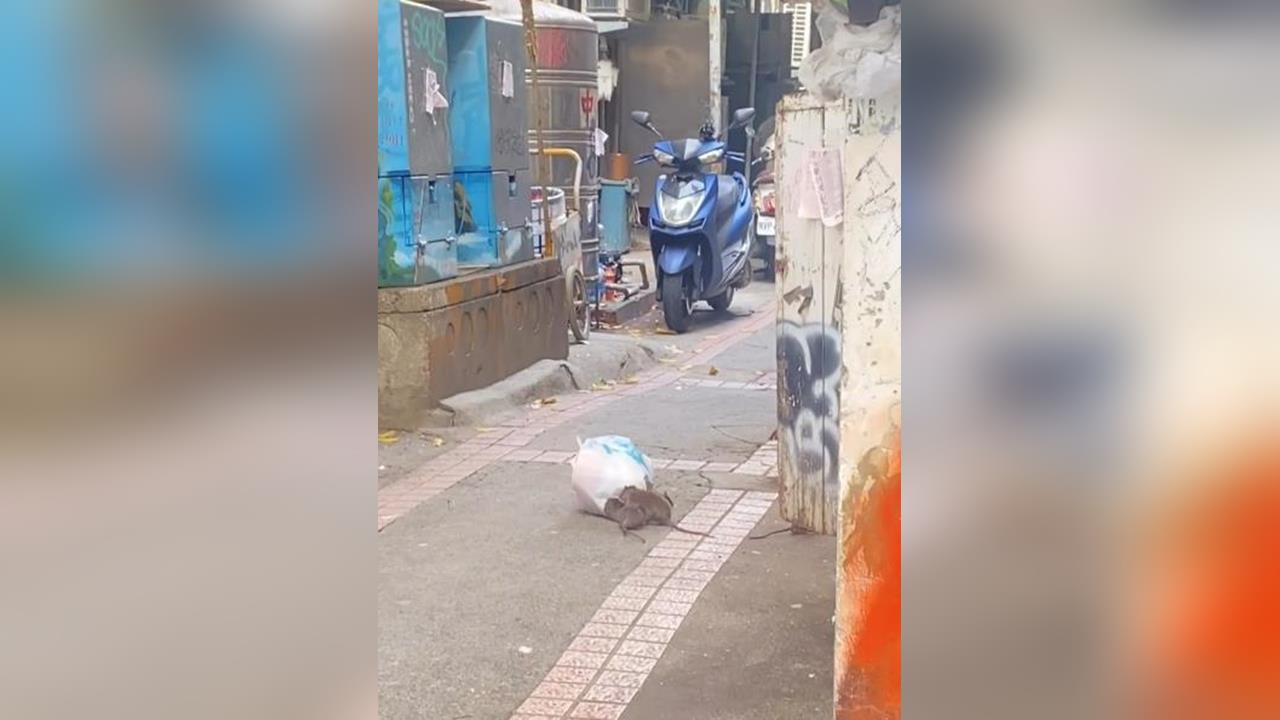 快新聞／有老鼠！台北市大安區漢他病毒一死　民眾驚街頭肥鼠竄