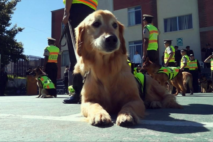 厄瓜多緝毒犬風光退休  警方不捨