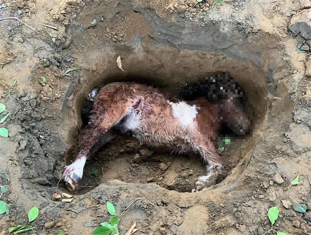 快新聞／台南9惡犬馬術場圍攻屠殺「馬隻2死3傷」　黃偉哲說話了