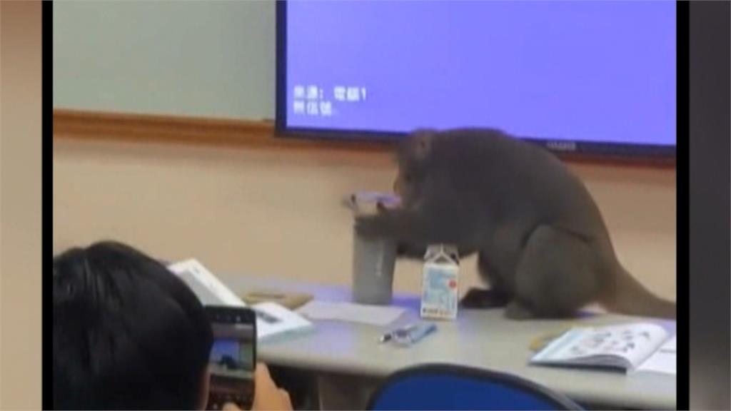 「猴同學」學微積分、日文？　中山大學學生又被牠搶了
