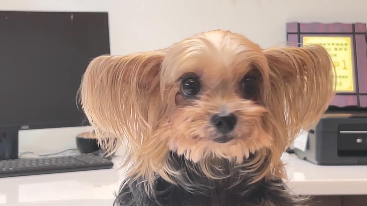 超聰明！高雄狗狗走失「自行報案」　飼主見愛犬平安激動爆哭