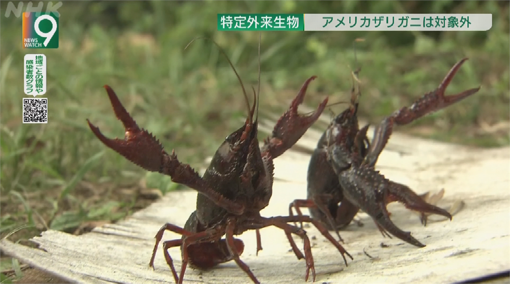 日本小龍蝦危及生態 11月起禁止販售
