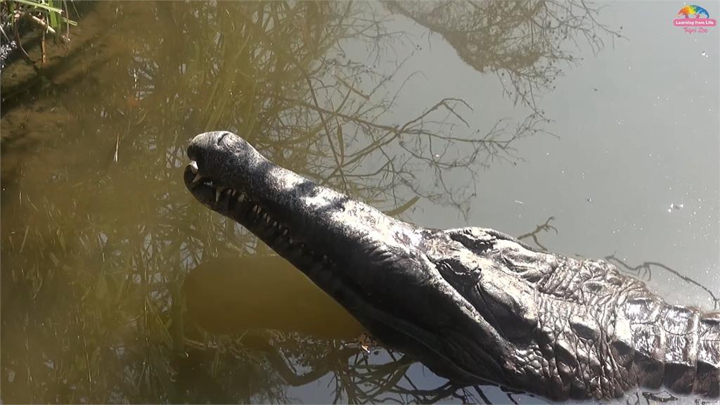 擔心動物園鱷魚沒呼吸？遊客丟石塊測試「生命跡象」