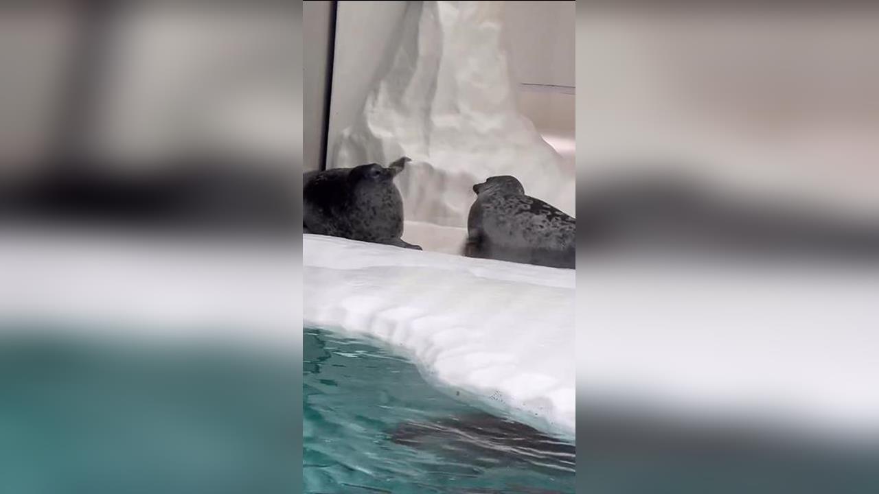 快新聞／直擊水族館「海豹打架」太可愛　網笑翻：跟貓咪一樣