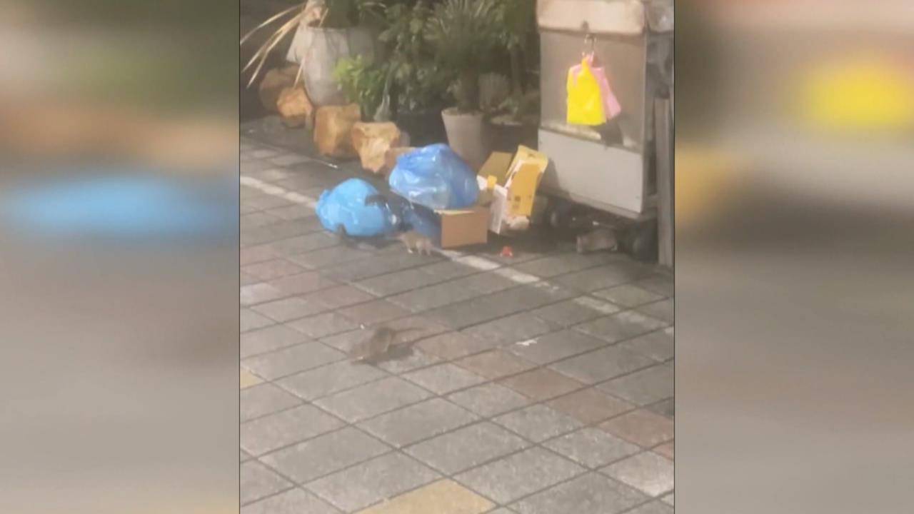 高雄新堀江商圈爆鼠患! 大量「米奇」商圈狂竄