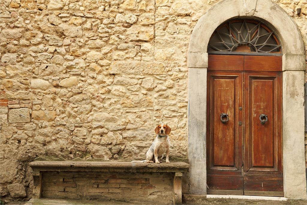 愛狗女生的夢想旅遊清單　全球5大狗狗友善城市