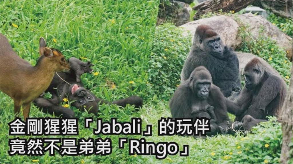 友誼超越物種！金剛猩猩「Jabali」找山羌做伴　摸頭搔下巴超有愛