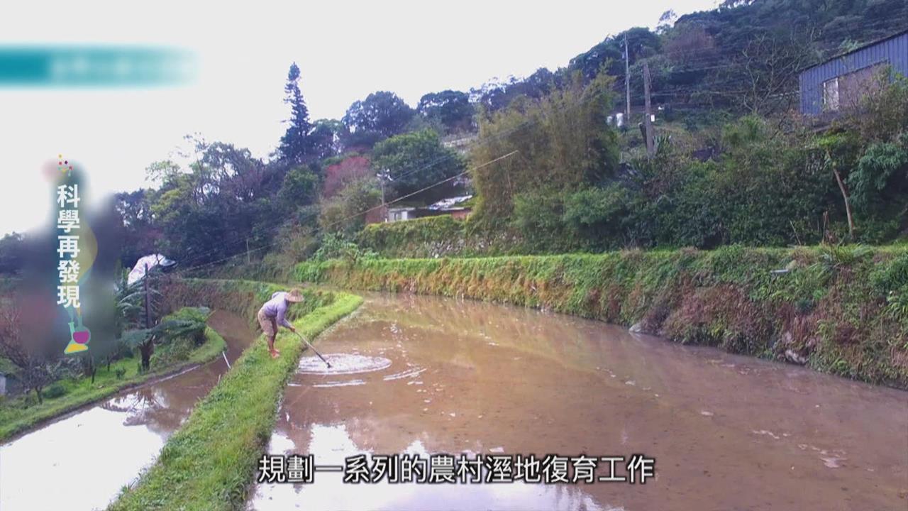 推動溼地復育　用友善耕作恢復水梯田