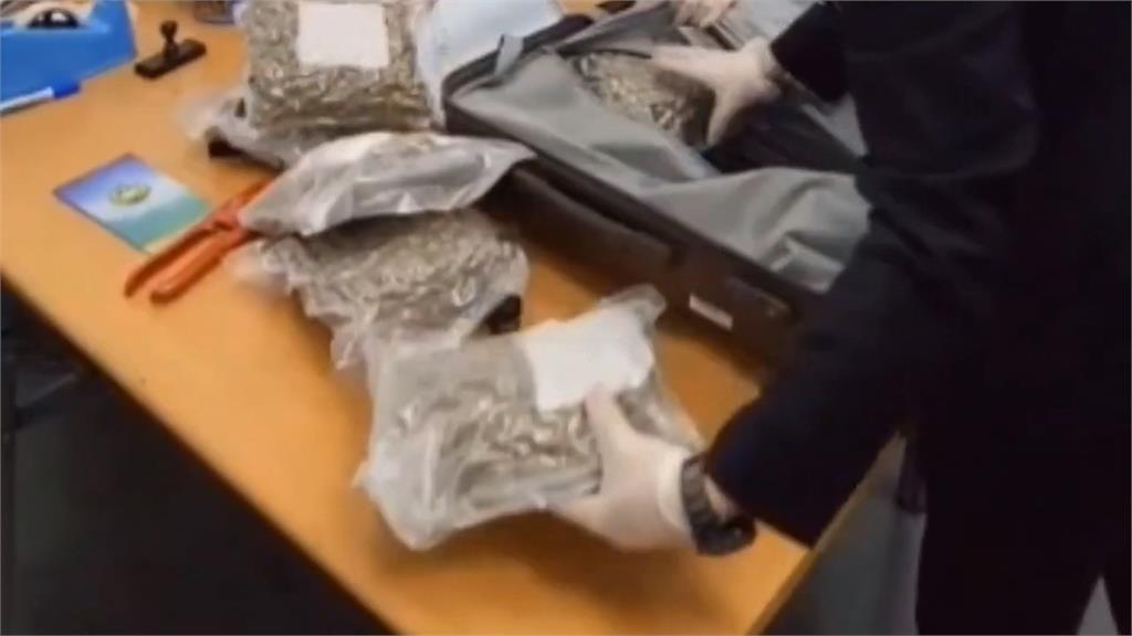誤信帶貨賺快錢？港男攜「3公斤大麻花」入境遭逮