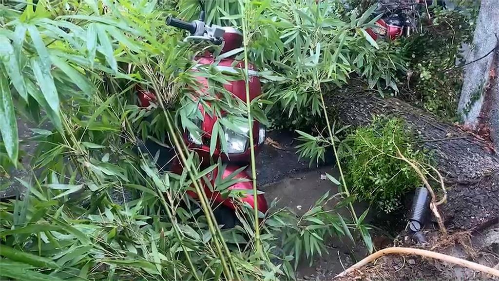 台中午後大雷雨「又急又猛」　大葉欖仁樹突倒塌砸毀2車