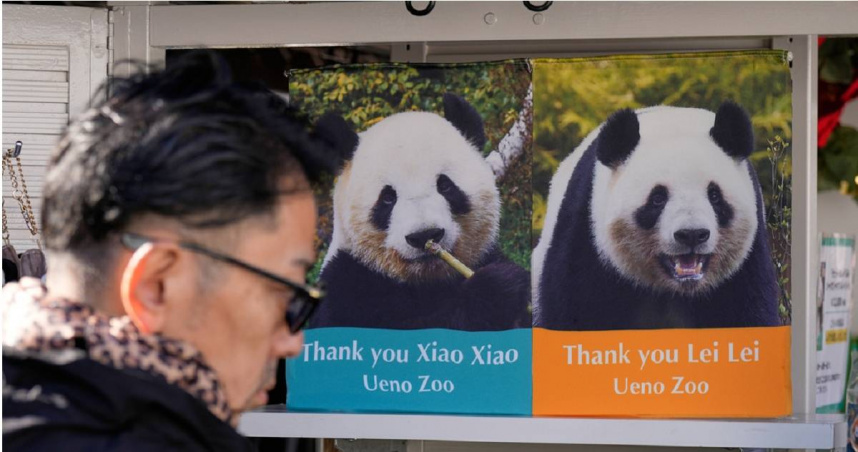 日本大熊貓「曉曉、蕾蕾」27日返還中國！逾31萬人搶看最後一面