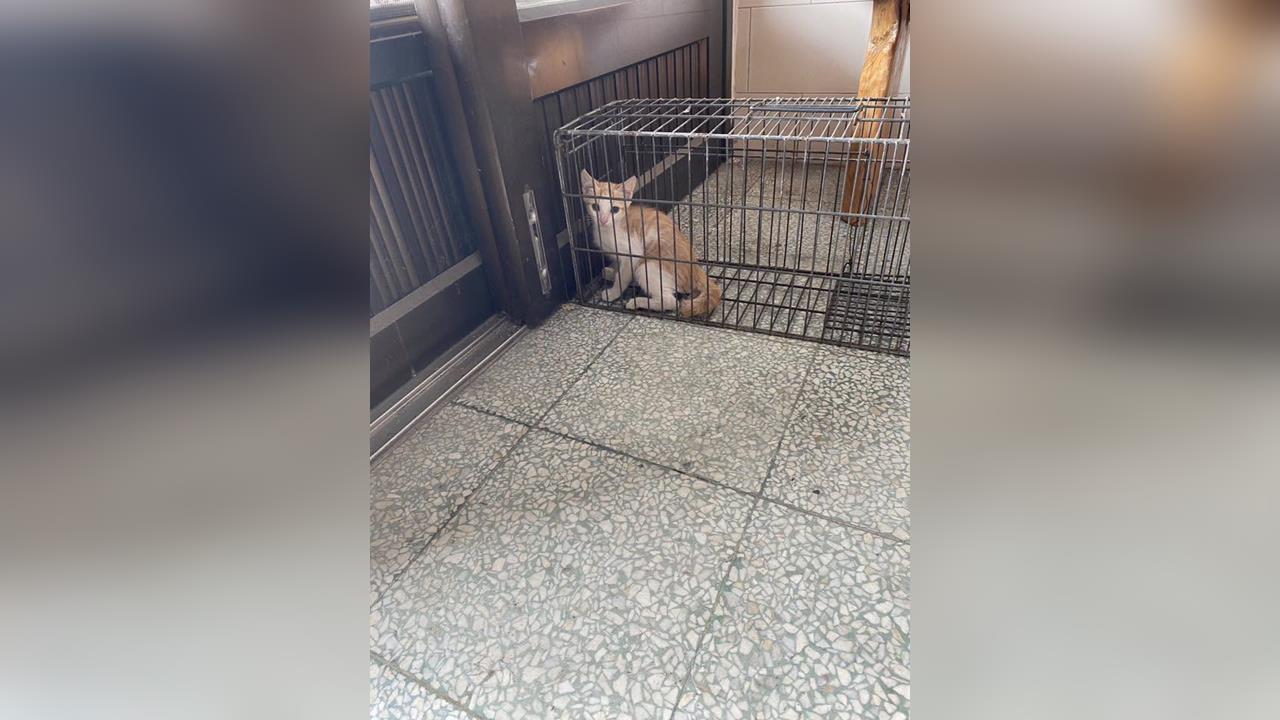 快新聞／太好了！高雄林園幼貓遭船長丟入海取樂　黃文益：救出2隻比對中