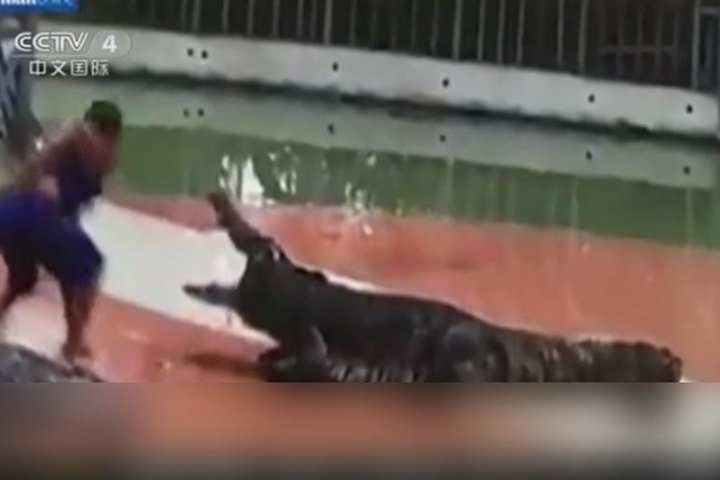 鱷魚表演出包 馴獸師整個頭被鱷魚咬住