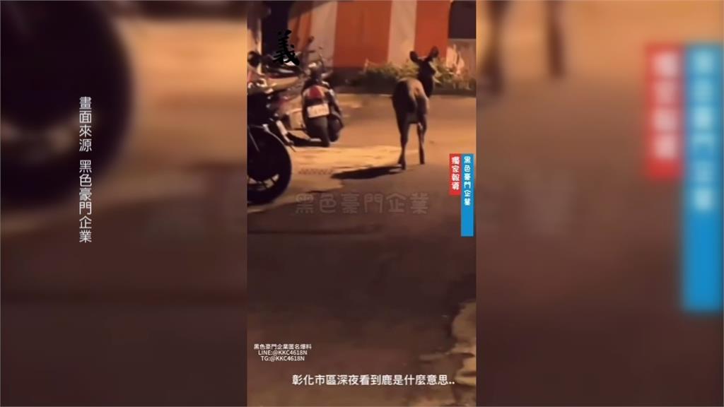 又有水鹿逛大街！　彰化市區3年內出現12起水鹿蹤跡