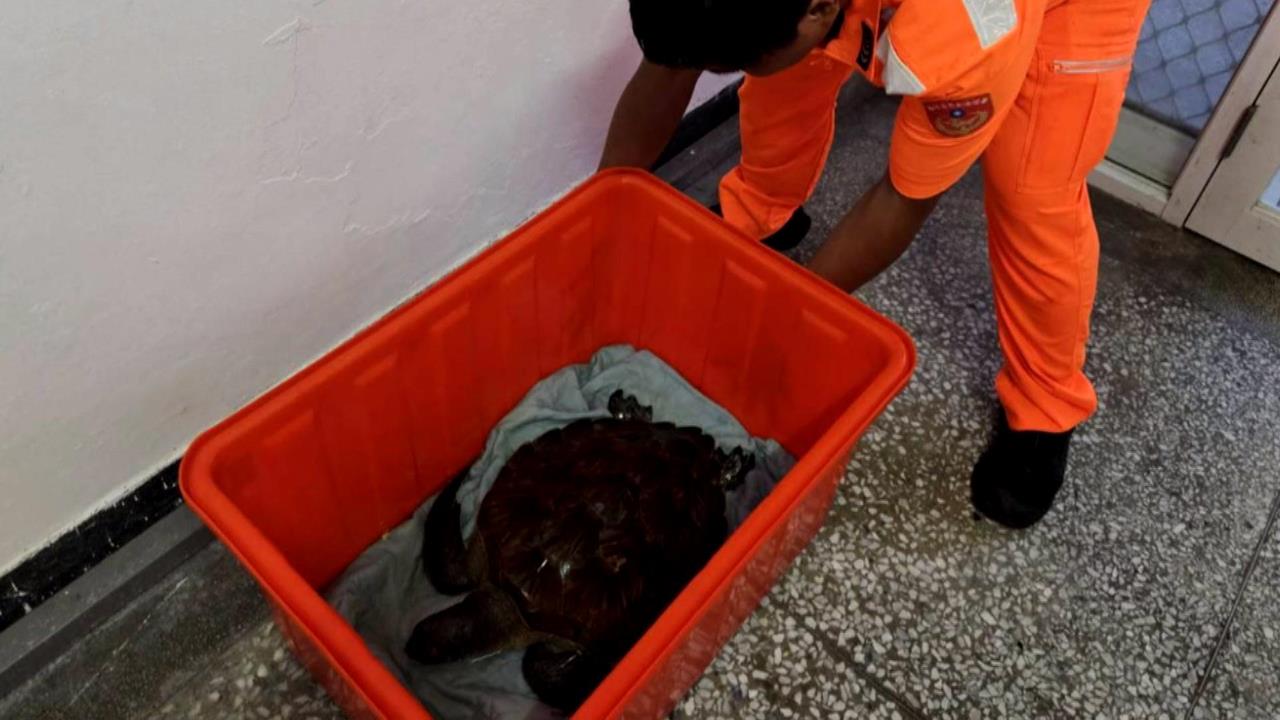 蘭嶼綠蠵龜奄奄一息、欖蠵龜死亡　海生館接手處理
