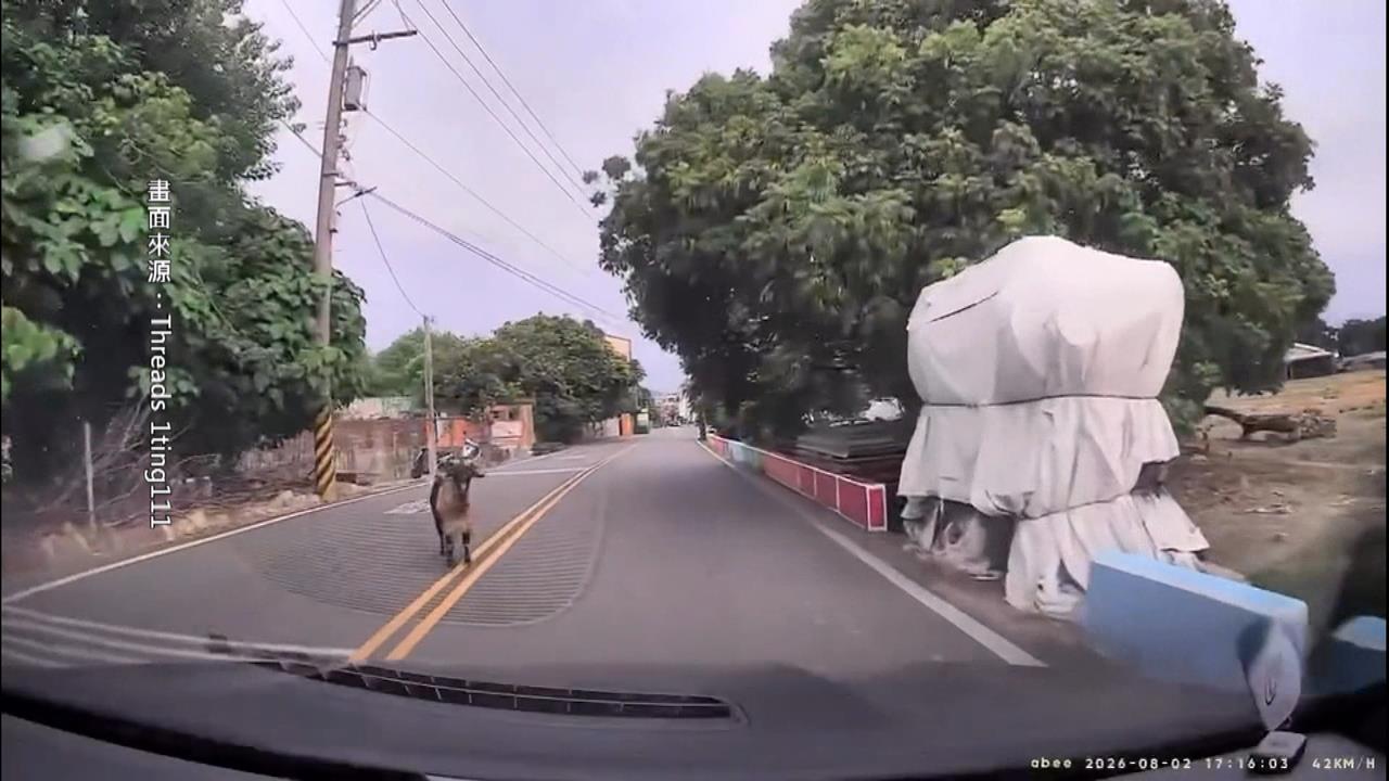羊咩咩放風吃草"穿越馬路"險撞上 駕駛驚呼:差點遇假車禍