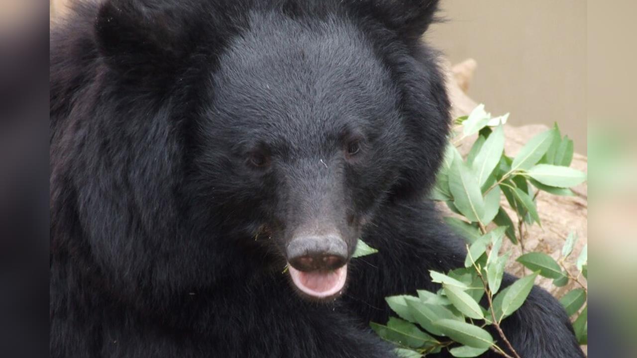 日本多地熊出沒攻擊事件　至今69人遭攻擊10死