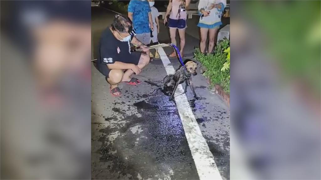 和死神賽跑！流浪汪落水險滅頂　他即刻救援：不會讓狗孤獨死去