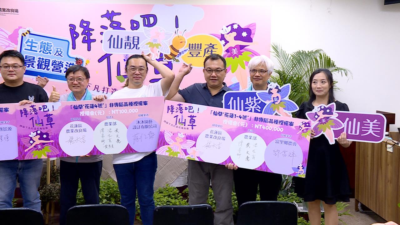 新品種仙草！「能吃還具觀賞價值」　變身創意料理搶商機