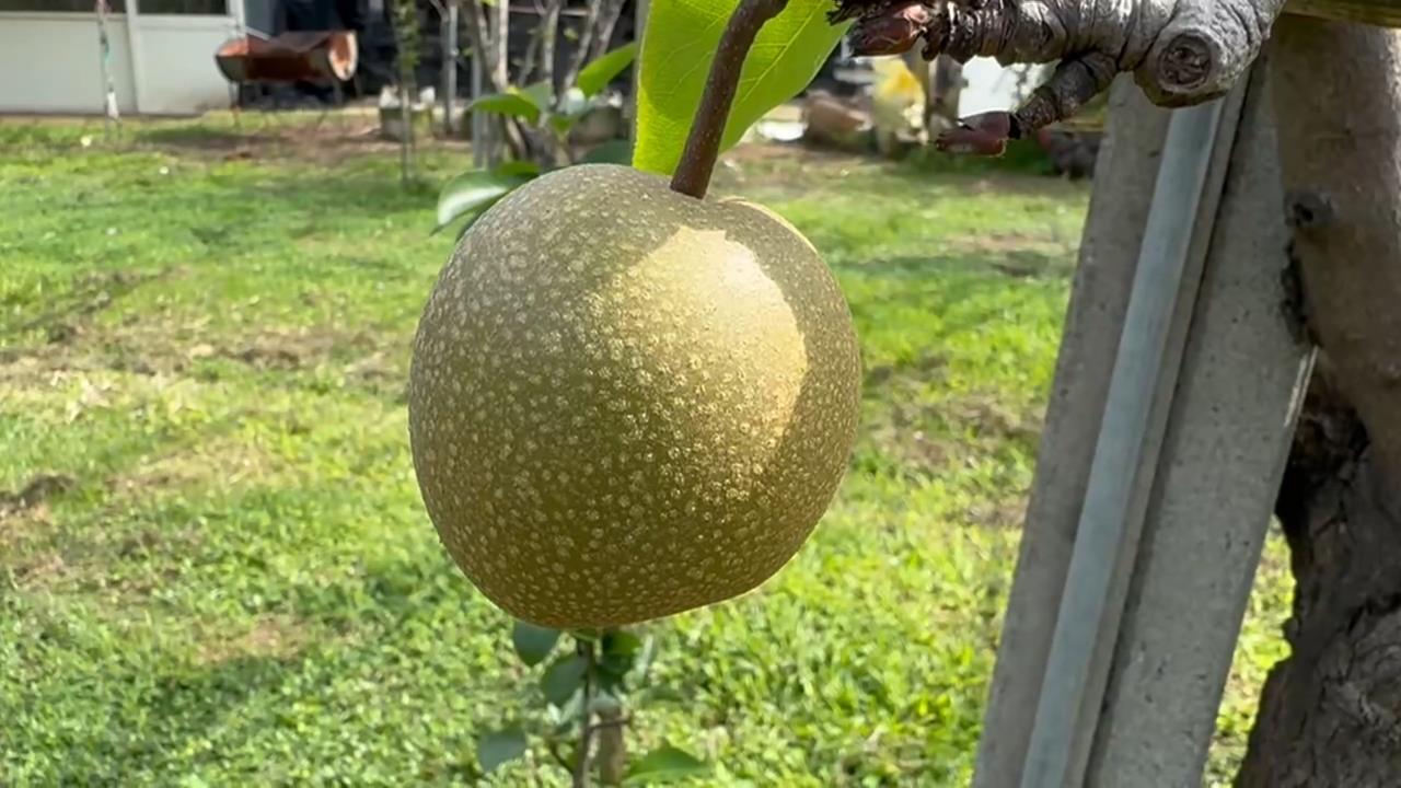 忽冷忽熱! 新竹高接梨梨穗損失慘重 縣府喊話中央救助