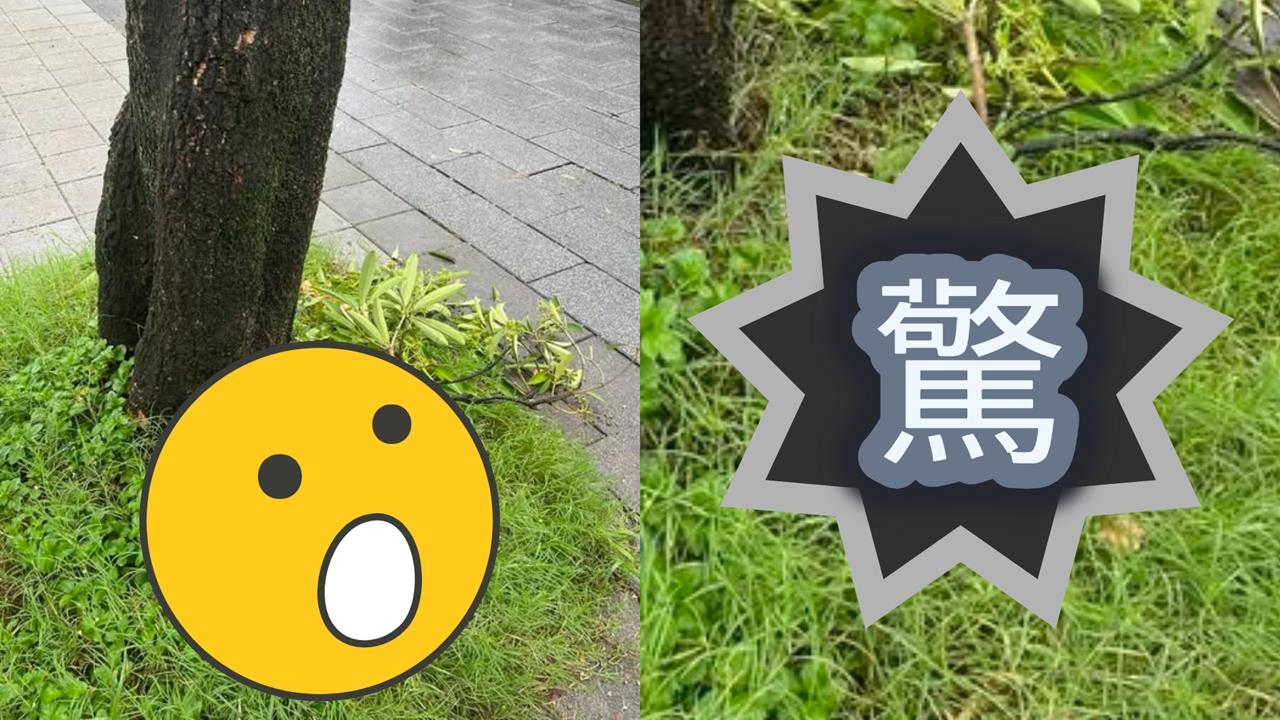 台北雨彈轟不停市區「慘發霉」!樹叢「長滿蘑菇」畫面曝…網驚喊能吃嗎