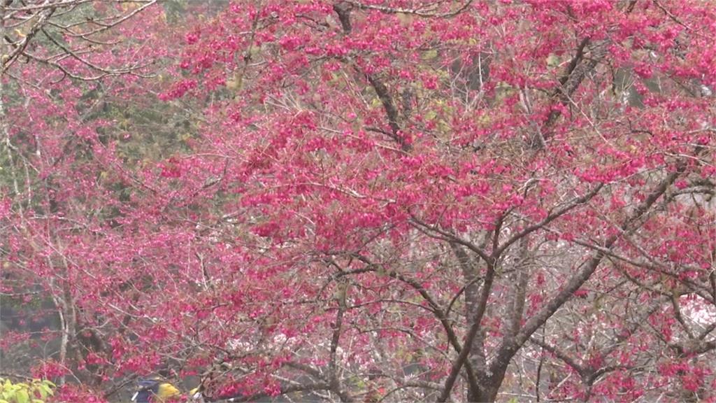 暖冬促花開！粉嫩「阿里山櫻花季」下周登場
