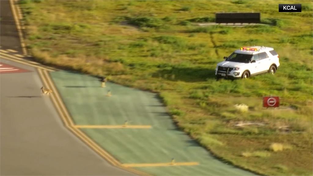 土狼大鬧機場！　飛機跑道上與警車你追我跑