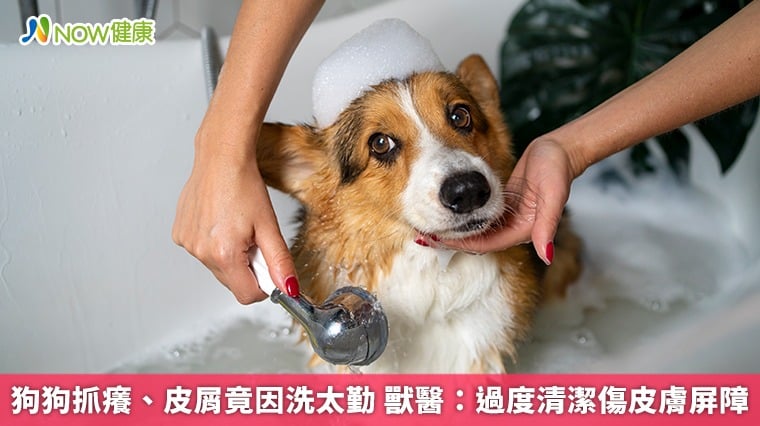 狗狗抓癢、皮屑竟因洗太勤 獸醫：過度清潔傷皮膚屏障