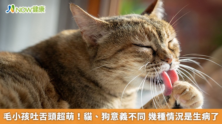 毛小孩吐舌頭超萌！貓、狗意義不同　幾種情況是生病了