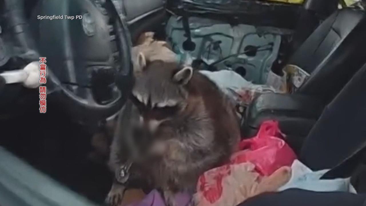 美國維州酒行被「牠」洗劫！　凶手醉倒廁所畫面曝光