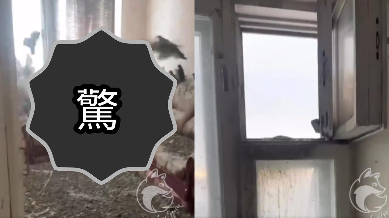 噁心畫面／男出差3年忘關窗！返家驚見家成「鴿子度假天堂」他崩潰：清理要71萬