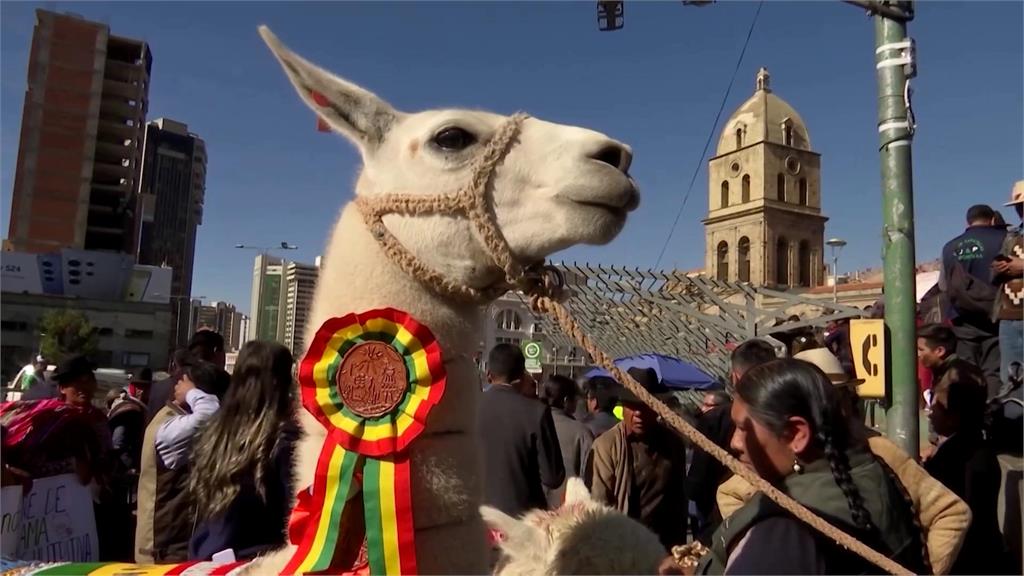 放牧羊駝逾4千年　玻利維亞辦「大羊駝」慶典支持<em>8萬</em>家庭生計