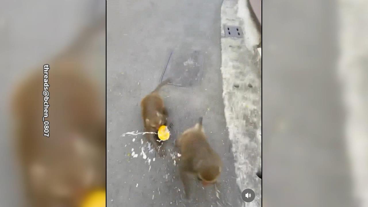 逛壽山動物園被獼猴搶飲料 遊客違規"怒巴牠頭"