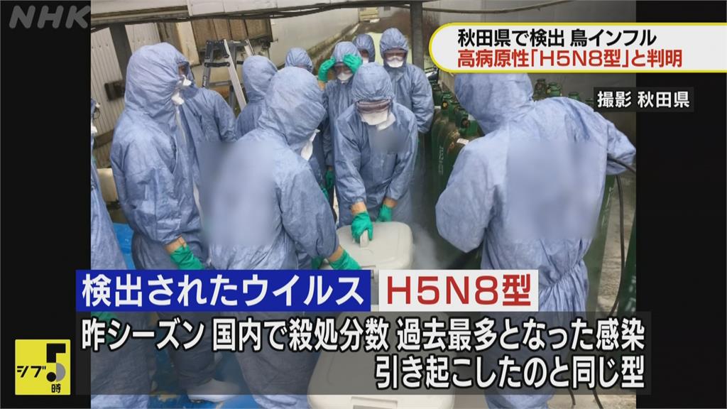 日本秋田縣爆禽流感　雞場逾14萬隻雞遭撲殺