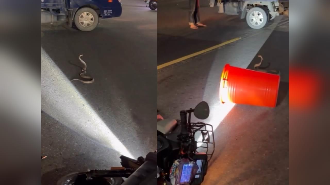 眼鏡蛇突竄路中央嚇壞騎士…急煞釀追撞 網笑:牠忘記戴眼鏡出門走錯